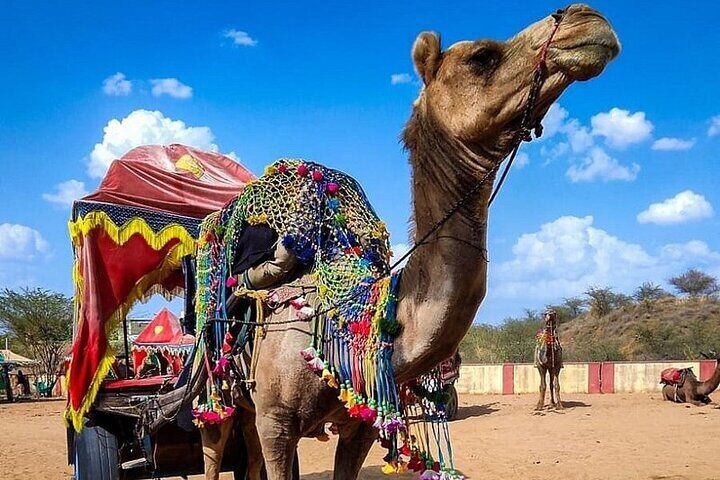 Camel Ride in Pushkar
