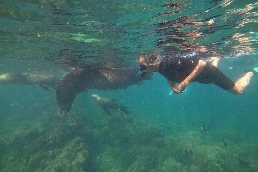 Espiritu Santo Island and sea lions 