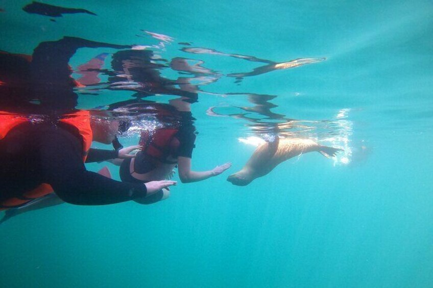 Espiritu Santo Island and sea lions 