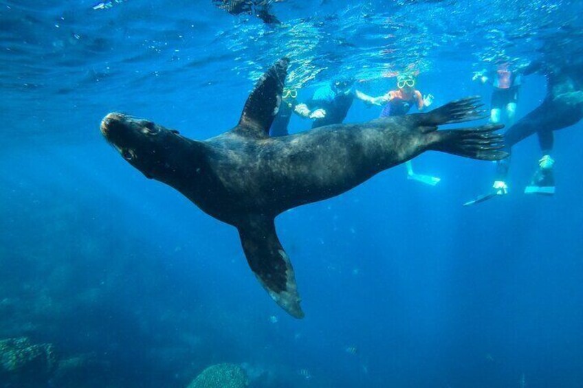 Espiritu Santo Island and sea lions 