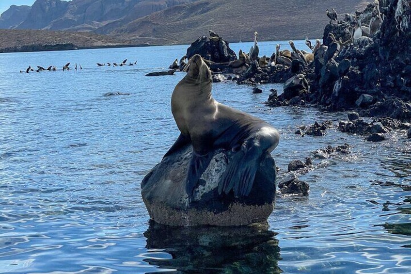 Espiritu Santo Island and sea lions 