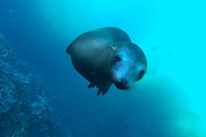 Espiritu Santo Island and sea lions