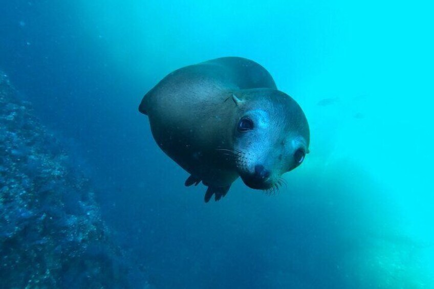 Espiritu Santo Island and sea lions 