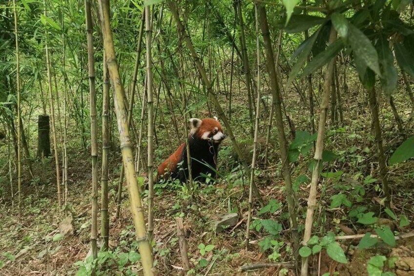 6 Hours Giant Pandas and Red Pandas Private Tour in Dujiangyan