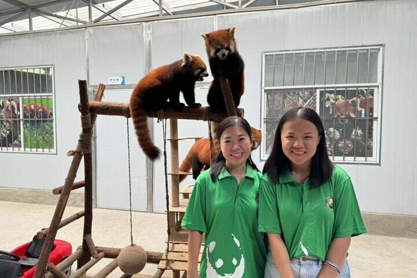 Unique One-Day Tour: Interactive Experience with Red Pandas