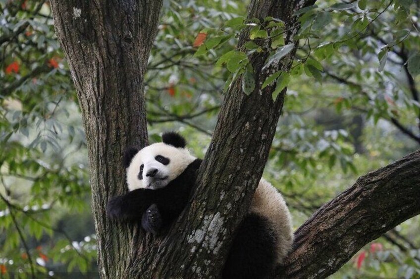 6 Hours Giant Pandas and Red Pandas Private Tour in Dujiangyan