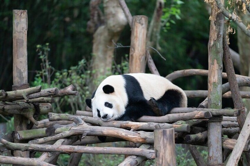 6 Hours Giant Pandas and Red Pandas Private Tour in Dujiangyan