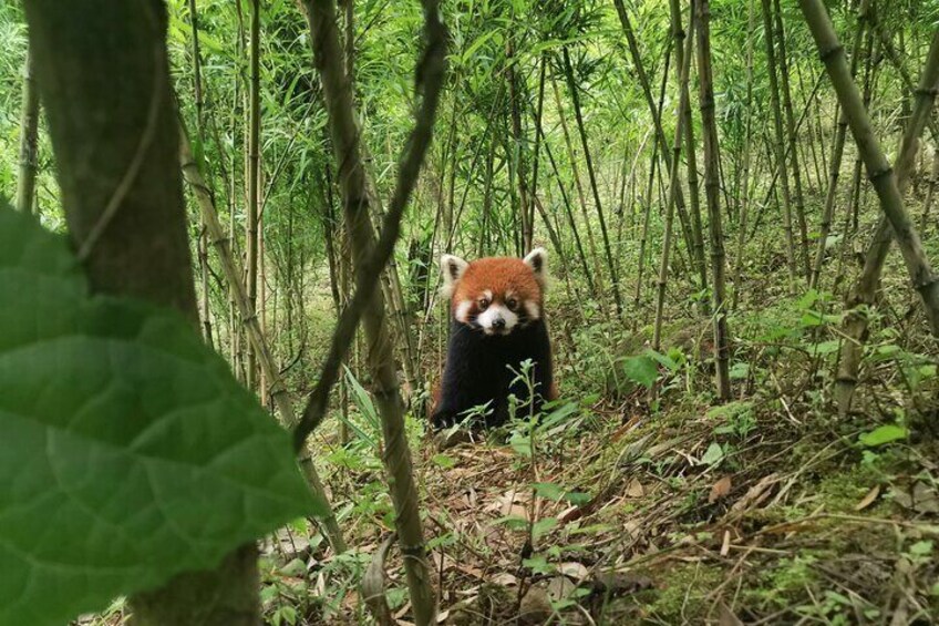 Unique One-Day Tour: Interactive Experience with Red Pandas