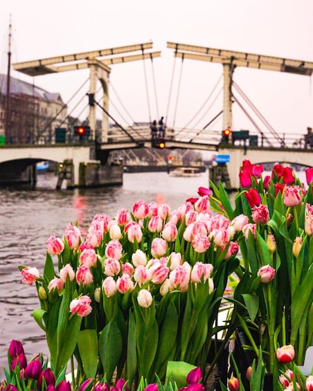 Picture 1 for Activity Amsterdam: Exclusive Tulip Tour Experience on the Water