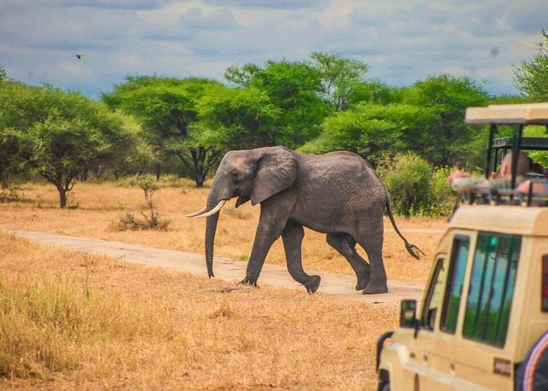 Picture 2 for Activity From Zanzibar: Day Safari to Selous Game Reserve with flight