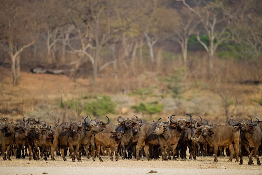 Picture 4 for Activity From Zanzibar: Day Safari to Selous Game Reserve with flight