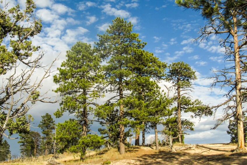 Black Canyon of The Gunnison Self-Guided Driving Tour