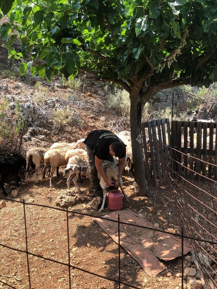 Picture 5 for Activity Chania Area: Cooking Class at a Farm in Stylos Village