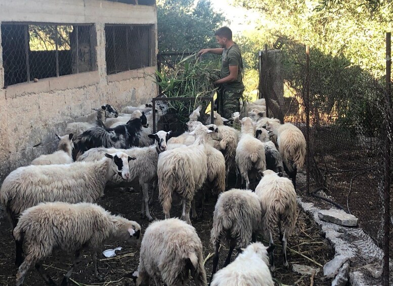 Picture 7 for Activity Chania Area: Cooking Class at a Farm in Stylos Village