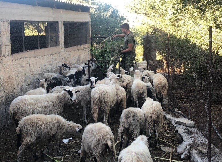 Picture 16 for Activity Chania Area: Cooking Class at a Farm in Stylos Village