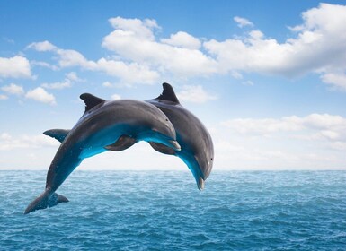 From Muscat: Discover Dolphins Day Trip