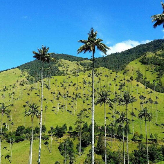 Cocora Valley, Salento and Filandia