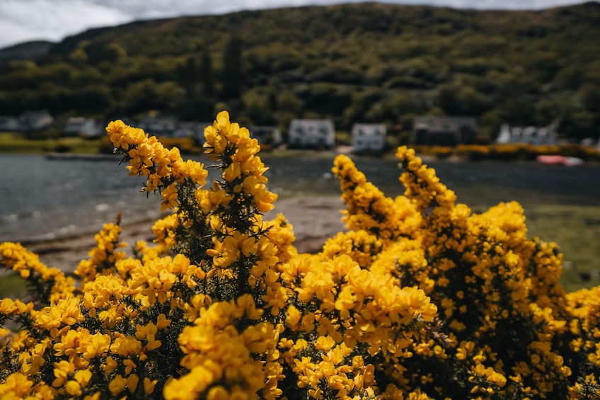 A day on the Island of Arran from Glasgow