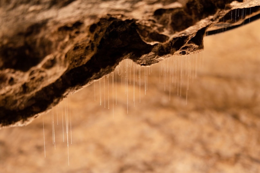 Te Anau Glowworm Caves Guided Tour