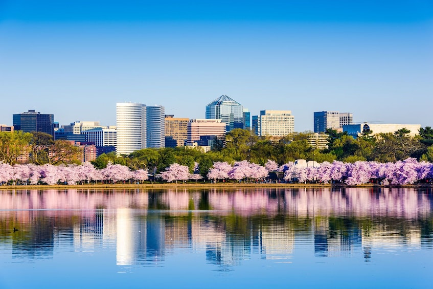 Cherry Blossoms in bloom with Arlington Virginia in background