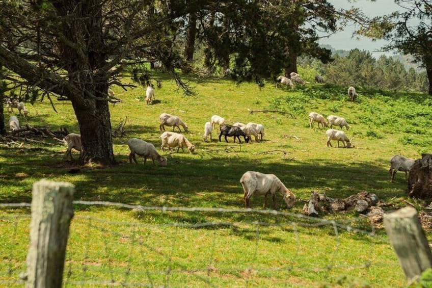 Small Group Basque Gastronomic Society Dinner & Hondarribia Visit