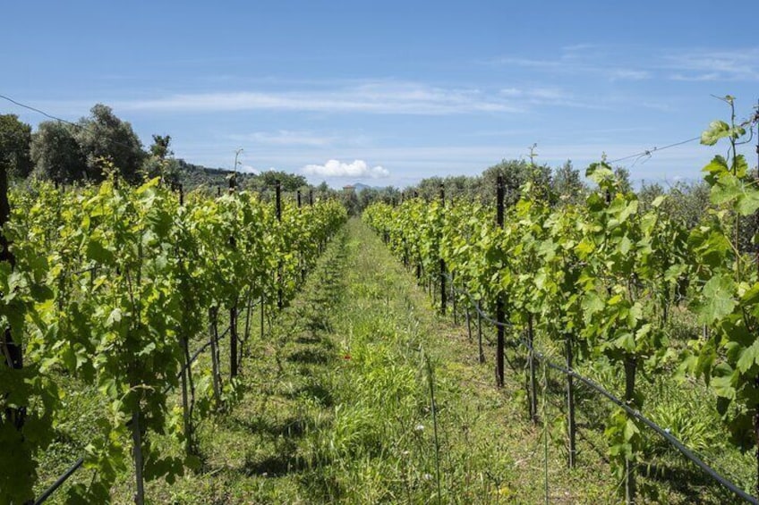 Tasting in the vineyard