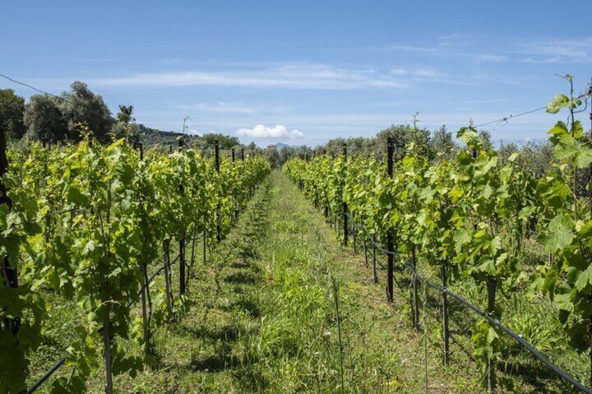 Tasting in the vineyard