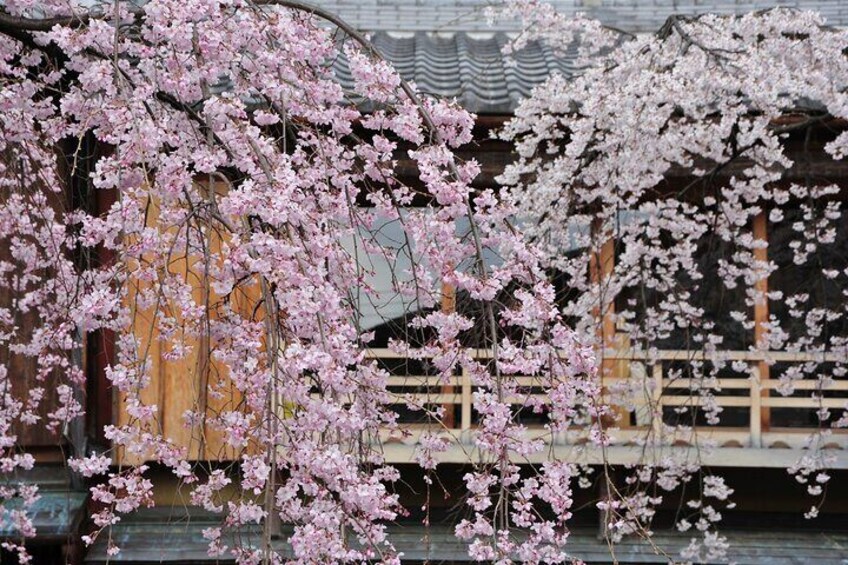 Sakura by river in Kyoto [Photo for illustrative purposes only]