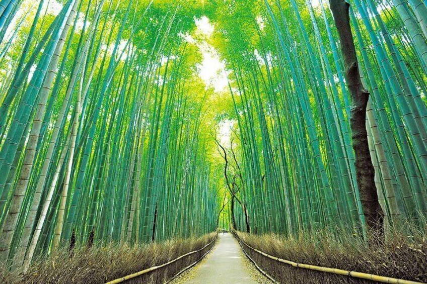 Sagano Bamboo Grove [Photo for illustrative purposes only]