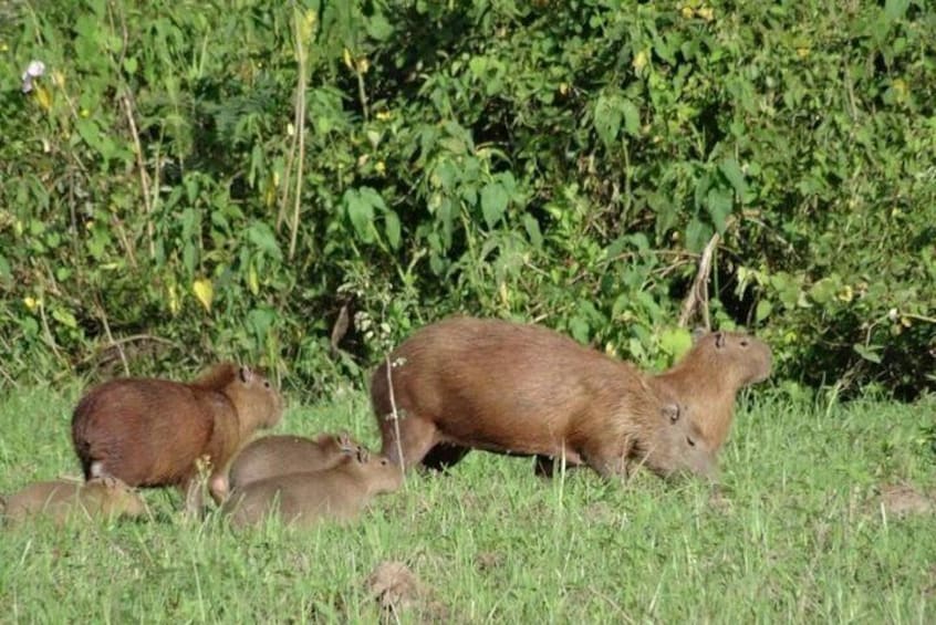 Capybara in Bolivian Pampas