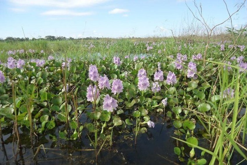 5-Day Bolivian Amazon Pampas Adventure from La Paz