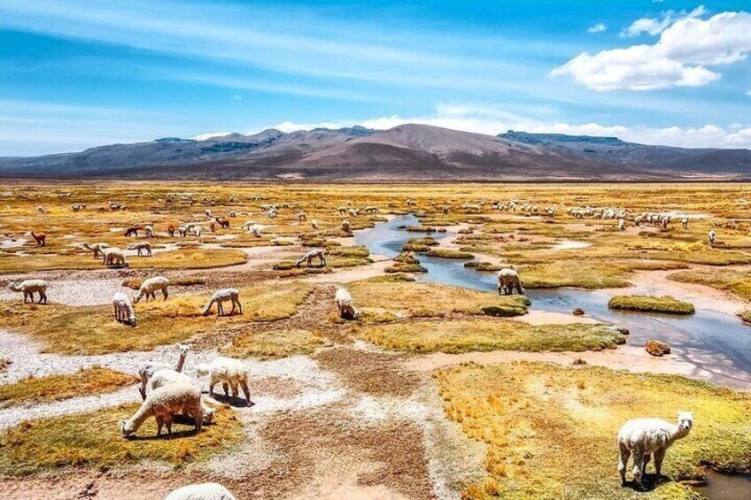 Tocrapampa: Home of different camelids such as alpacas, llamas and vicuñas.