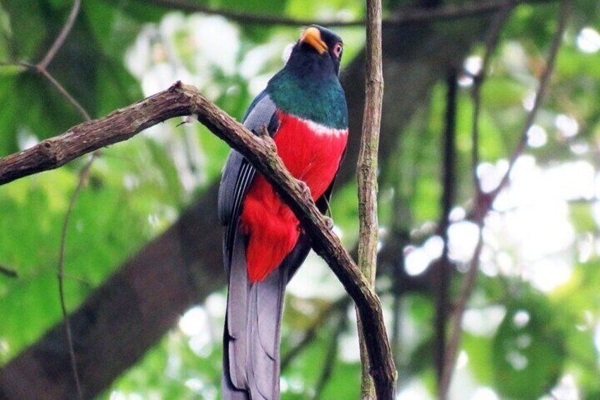 Slaty-tailed Trogon at Soberania National Park
