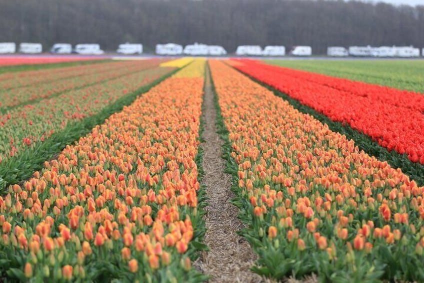 Private Tour Keukenhof and FlowerFarm Tour From Amsterdam