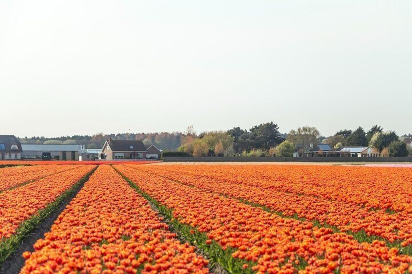 Private Tour Keukenhof and FlowerFarm Tour From Amsterdam