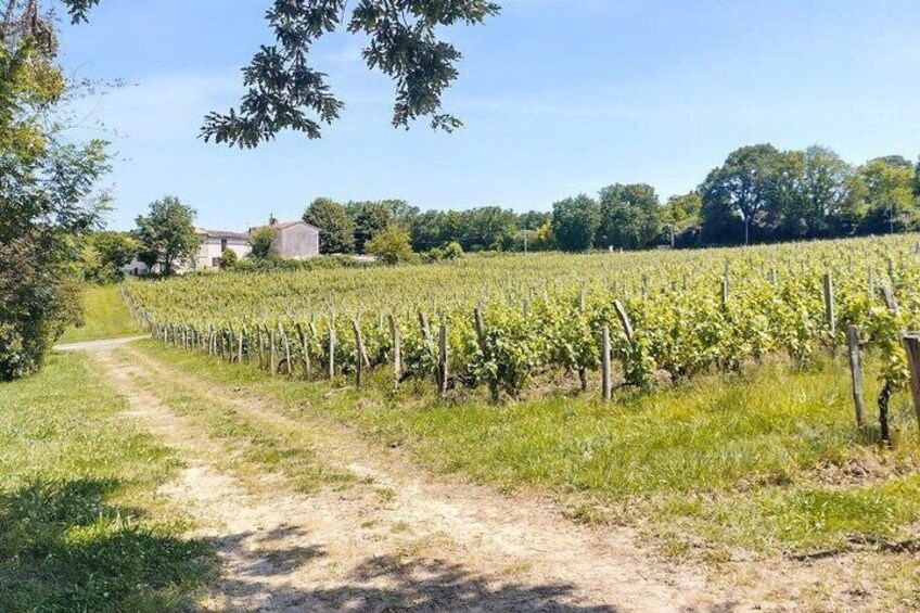 Bordeaux Historic Center & Vineyards Gravel Bike Tour 