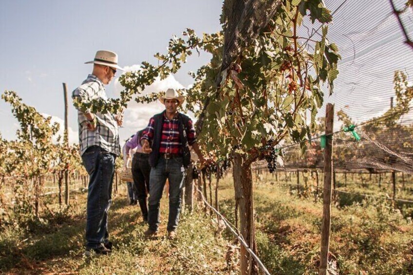 Guided tour with tasting at Viñedo los Arcángeles