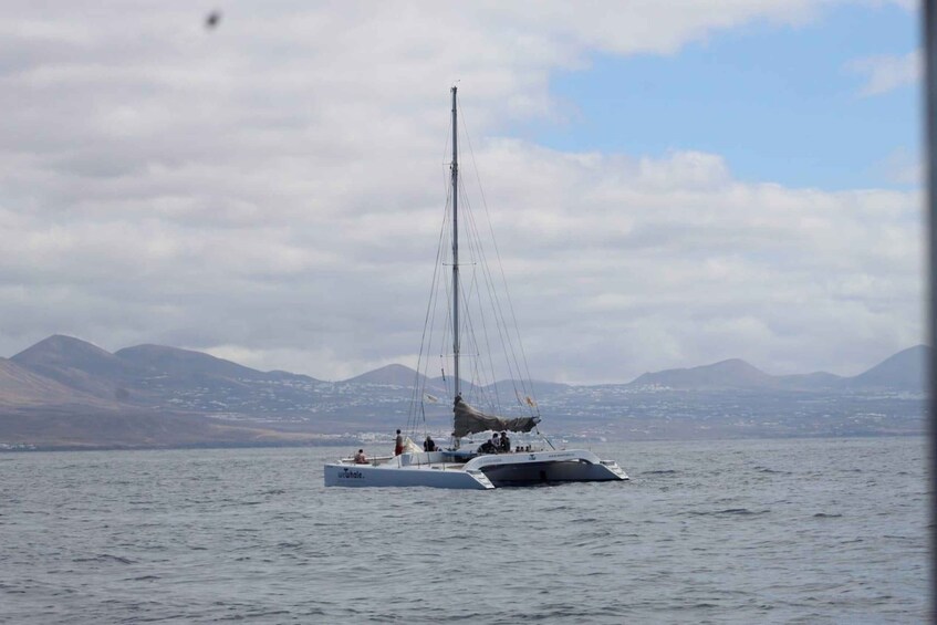 Lanzarote: Whale and Dolphin Watching Eco-Friendly Catamaran