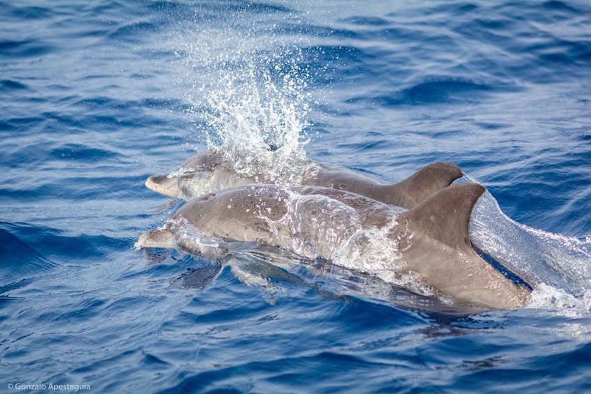 Picture 1 for Activity Lanzarote: Whale and Dolphin Watching Eco-Friendly Catamaran