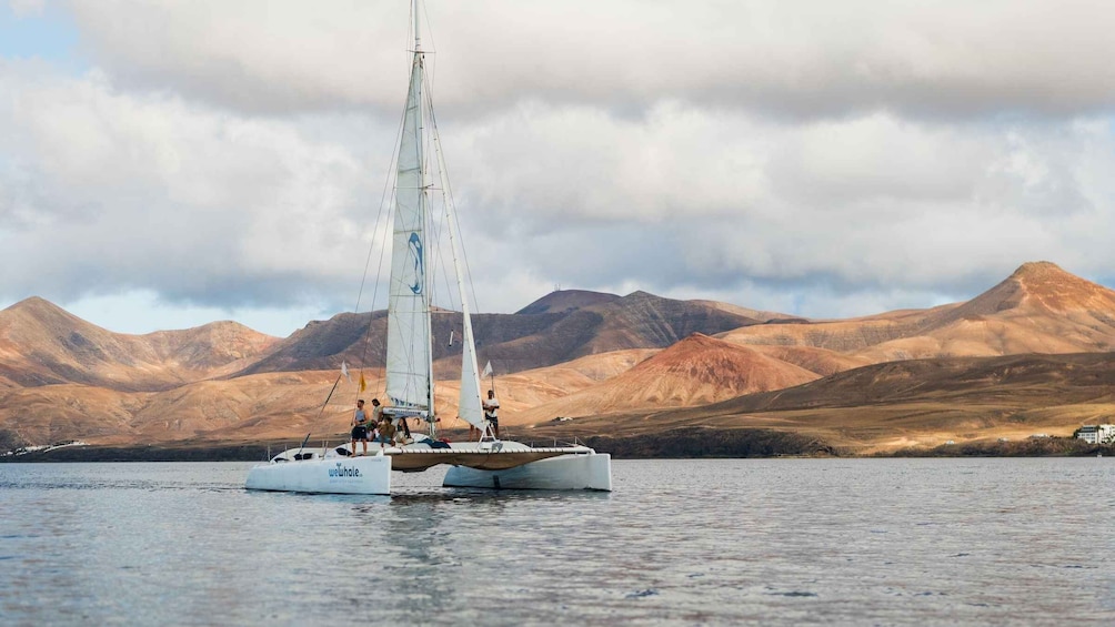 Picture 10 for Activity Lanzarote: Whale and Dolphin Watching Eco-Friendly Catamaran