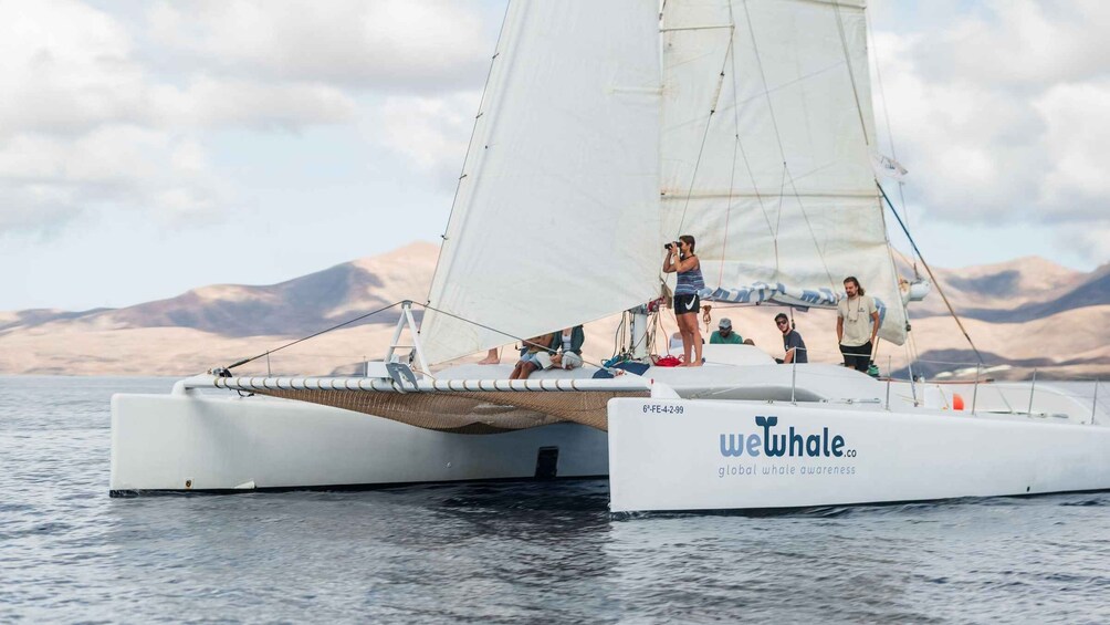 Picture 3 for Activity Lanzarote: Whale and Dolphin Watching Eco-Friendly Catamaran