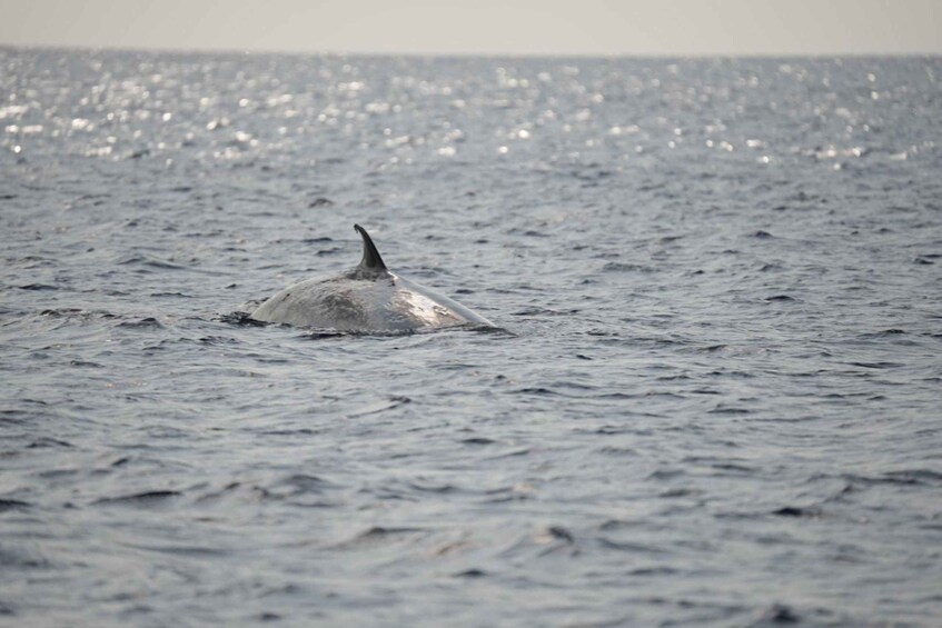 Picture 6 for Activity Lanzarote: Whale and Dolphin Watching Eco-Friendly Catamaran