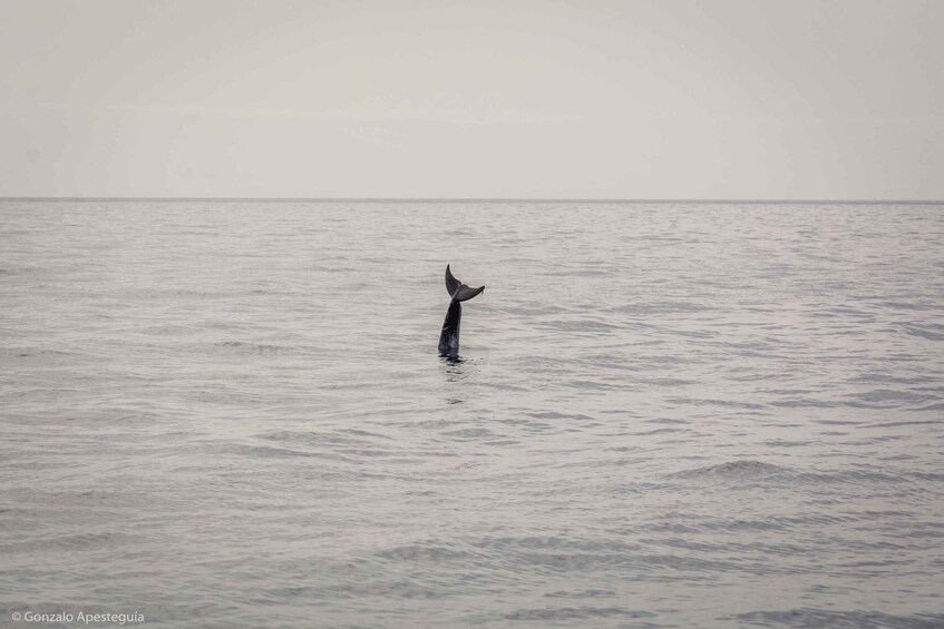 Picture 2 for Activity Lanzarote: Whale and Dolphin Watching Eco-Friendly Catamaran