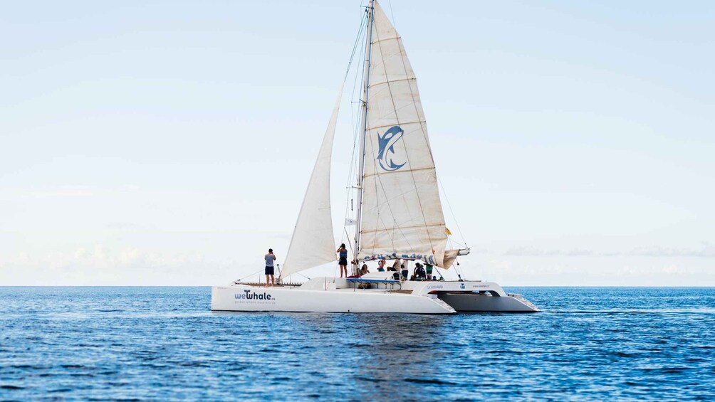 Picture 5 for Activity Lanzarote: Whale and Dolphin Watching Eco-Friendly Catamaran