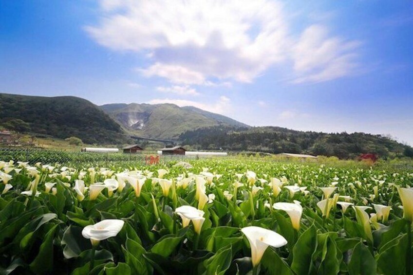 5-Hour Vegetarian Private Tour - Visit Yangmingshan and Taste Veggie Cuisine