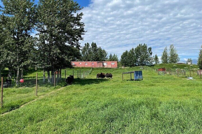 Matanuska Valley and Farm tour