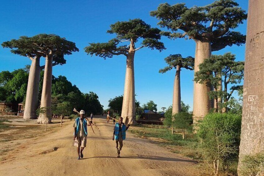 Day Tour to Kirindy Forest and Baobab Avenue