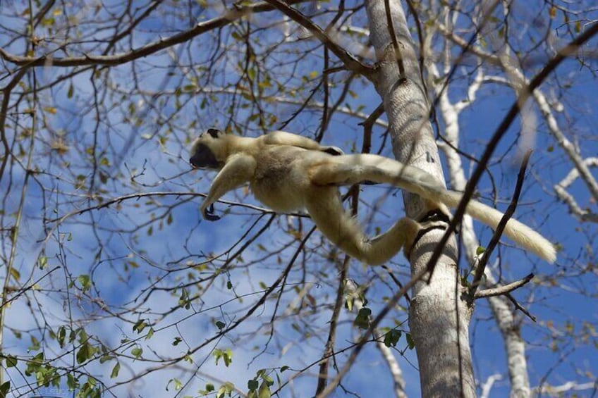 Day Tour to Kirindy Forest and Baobab Avenue