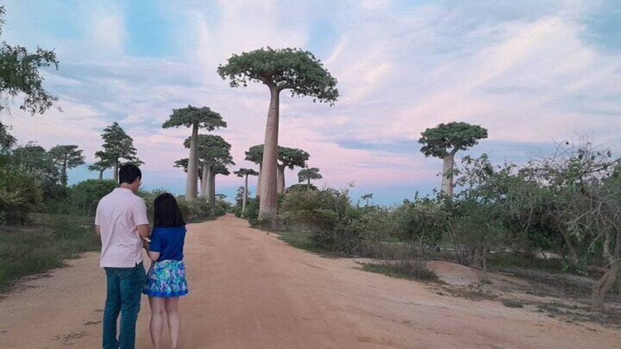 Morondava: Tour to Kirindy Forest and Baobab Avenue