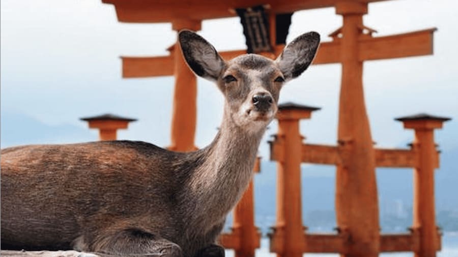 Hiroshima/Miyajima Private Custom Tour with Local Guide